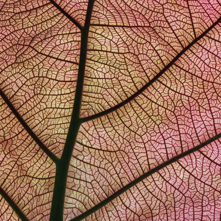 circulation